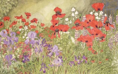 Poppies and Irises